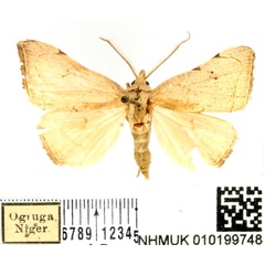 /filer/webapps/moths/media/images/A/albescens_Marcipalina_AM_BMNH_01.jpg