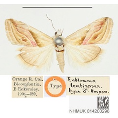 /filer/webapps/moths/media/images/L/lentirosea_Eublemma_HT_BMNH.jpg