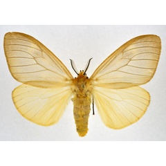 /filer/webapps/moths/media/images/B/bananae_Stracena_AF_NHMO.jpg