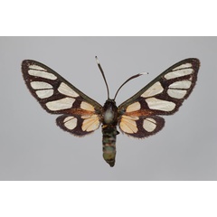 /filer/webapps/moths/media/images/R/rubritincta_Amata_HT_BMNH.jpg