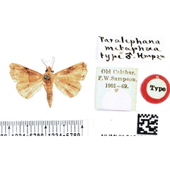 /filer/webapps/moths/media/images/M/metaphaea_Paralephana_HT_BMNH.jpg