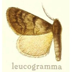 /filer/webapps/moths/media/images/L/leucogramma_Dasychira_HT_Hering_27f.jpg