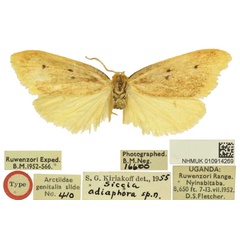 /filer/webapps/moths/media/images/A/adiaphora_Siccia_HT_BMNH.jpg
