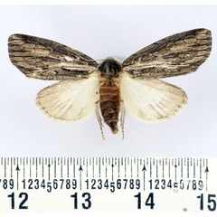 /filer/webapps/moths/media/images/D/diversipennis_Crionica_AF_BMNH.jpg