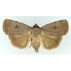 /filer/webapps/moths/media/images/M/molybdea_Exophyla_AM_TMSA_02.jpg