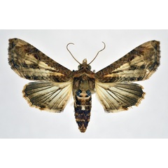 /filer/webapps/moths/media/images/C/cuneata_Marathyssa_AF_NHMO.jpg