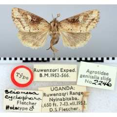/filer/webapps/moths/media/images/C/cyclophora_Sciomesa_HT_BMNH.jpg