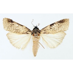 /filer/webapps/moths/media/images/C/costimacula_Mesogenea_AM_TMSA_02.jpg