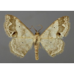 /filer/webapps/moths/media/images/S/stephanitis_Scopula_A_ZSM_01.jpg