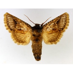 /filer/webapps/moths/media/images/S/sticticosta_Arbelodes_AF_TMSA.jpg