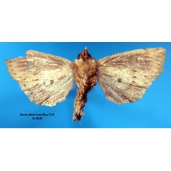 /filer/webapps/moths/media/images/A/alticola_Borolia_HT_SNHMb.jpg