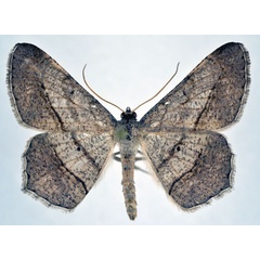 /filer/webapps/moths/media/images/K/kilimanjarensis_Chiasmia_A_NHMO.jpg