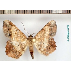 /filer/webapps/moths/media/images/C/crassilimbaria_Chiasmia_AM_Bippus_02.jpg