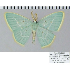 /filer/webapps/moths/media/images/C/coerulea_Comostolopsis_AM_ZSM.jpg