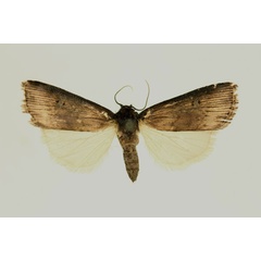 /filer/webapps/moths/media/images/T/tabida_Amazonides_AF_RMCA.jpg