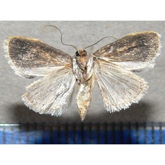 /filer/webapps/moths/media/images/M/mesoleuca_Negeta_A_Goff_02.jpg