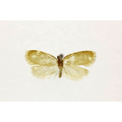 /filer/webapps/moths/media/images/N/nephelocrana_Narycia_ST_RMCA.jpg