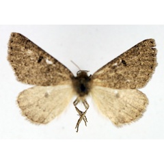 /filer/webapps/moths/media/images/P/perplexata_Aethiopodes_AF_TMSA.jpg