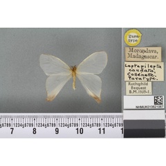 /filer/webapps/moths/media/images/C/caudata_Leptepilepta_PT_BMNH_02a.jpg