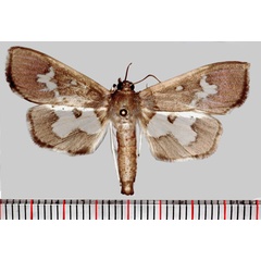 /filer/webapps/moths/media/images/D/dariusalis_Eporidia_AM_Poltavsky.jpg