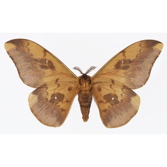 /filer/webapps/moths/media/images/C/callista_Pseudobunaea_AM_Basquinb.jpg