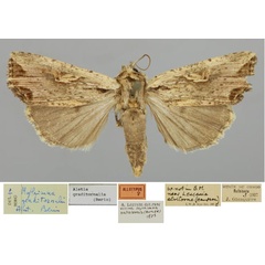 /filer/webapps/moths/media/images/G/graditornalis_Aletia_AT_RMCA_01.jpg