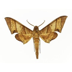 /filer/webapps/moths/media/images/O/orthographus_Polyptychus_AM_Basquin_01.jpg