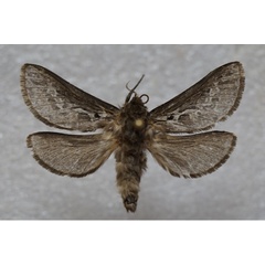 /filer/webapps/moths/media/images/E/eriogastra_Eudalaca_AF_Stroehle.jpg