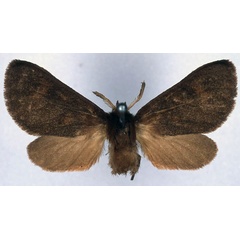 /filer/webapps/moths/media/images/F/flora_Metarctia_HT_BMNH_01.jpg
