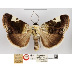 /filer/webapps/moths/media/images/K/kikuyuensis_Tarache_HT_NHMUK.jpg