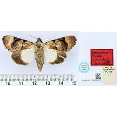/filer/webapps/moths/media/images/B/bipunctata_Audea_PLT_BMNH.jpg