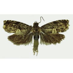 /filer/webapps/moths/media/images/L/larseni_Eucosmocydia_HT_Karisch.jpg