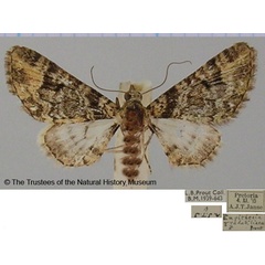 /filer/webapps/moths/media/images/G/gradatilinea_Eupithecia_AM_BMNH.jpg