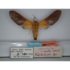 /filer/webapps/moths/media/images/O/ornata_Bergeria_NA_RMCA_02.jpg