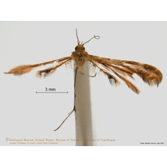 /filer/webapps/moths/media/images/A/anisodactylus_Sphenarches_A_ZMUC.jpg