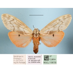/filer/webapps/moths/media/images/R/rhodophaea_Teracotona_A_MGCLa_01.jpg
