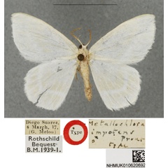 /filer/webapps/moths/media/images/I/impotens_Metallochlora_HT_BMNH.jpg