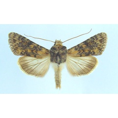 /filer/webapps/moths/media/images/A/anthocharis_Cucullia_AM_Legrain.jpg