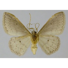 /filer/webapps/moths/media/images/E/eugeniata_Idaea_AF_ZSMb.jpg
