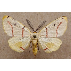 /filer/webapps/moths/media/images/T/terinata_Phoenicocampa_AM_Butler.jpg