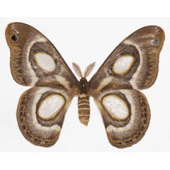 /filer/webapps/moths/media/images/M/mythimnia_Epiphora_AF_Basquin.jpg
