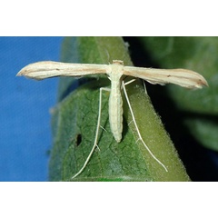 /filer/webapps/moths/media/images/O/orchatias_Picardia_AF_Bippusa.jpg