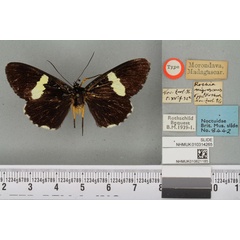 /filer/webapps/moths/media/images/N/nigrescens_Rothia_ST_BMNHa.jpg
