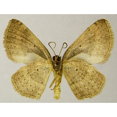 /filer/webapps/moths/media/images/L/lophopterata_Astenotricha_AM_ZSMb.jpg
