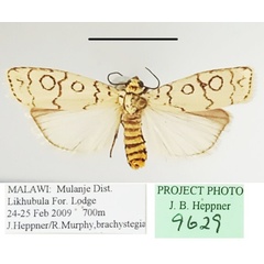/filer/webapps/moths/media/images/D/dicycla_Acanthofrontia_A_MGCLa_01.JPG