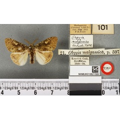 /filer/webapps/moths/media/images/M/malgassica_Imaus_HT_BMNH.jpg