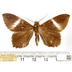 /filer/webapps/moths/media/images/C/callista_Geometrimima_AM_BMNH.jpg