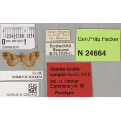 /filer/webapps/moths/media/images/S/scoliocampta_Ozarba_PTF_BMNH_02a.jpg