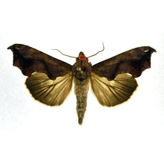 /filer/webapps/moths/media/images/P/provocans_Oraesia_A_NHMO.jpg