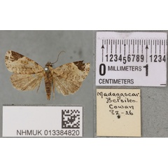 /filer/webapps/moths/media/images/M/melagona_Ozarba_STM_BMNH_02a.jpg
